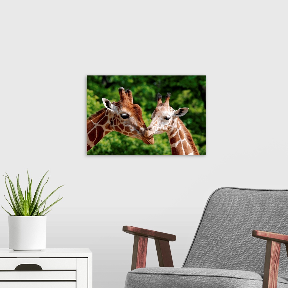A modern room featuring Mother giraffe with its young.