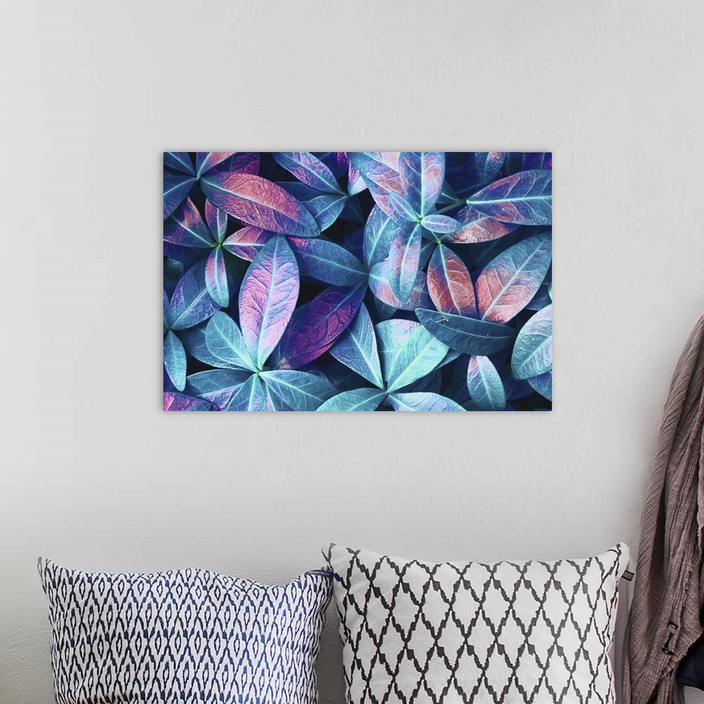 A bohemian room featuring Natural Macro Texture Of Beautiful Leaves Toned In Blue, Purple, And Pink