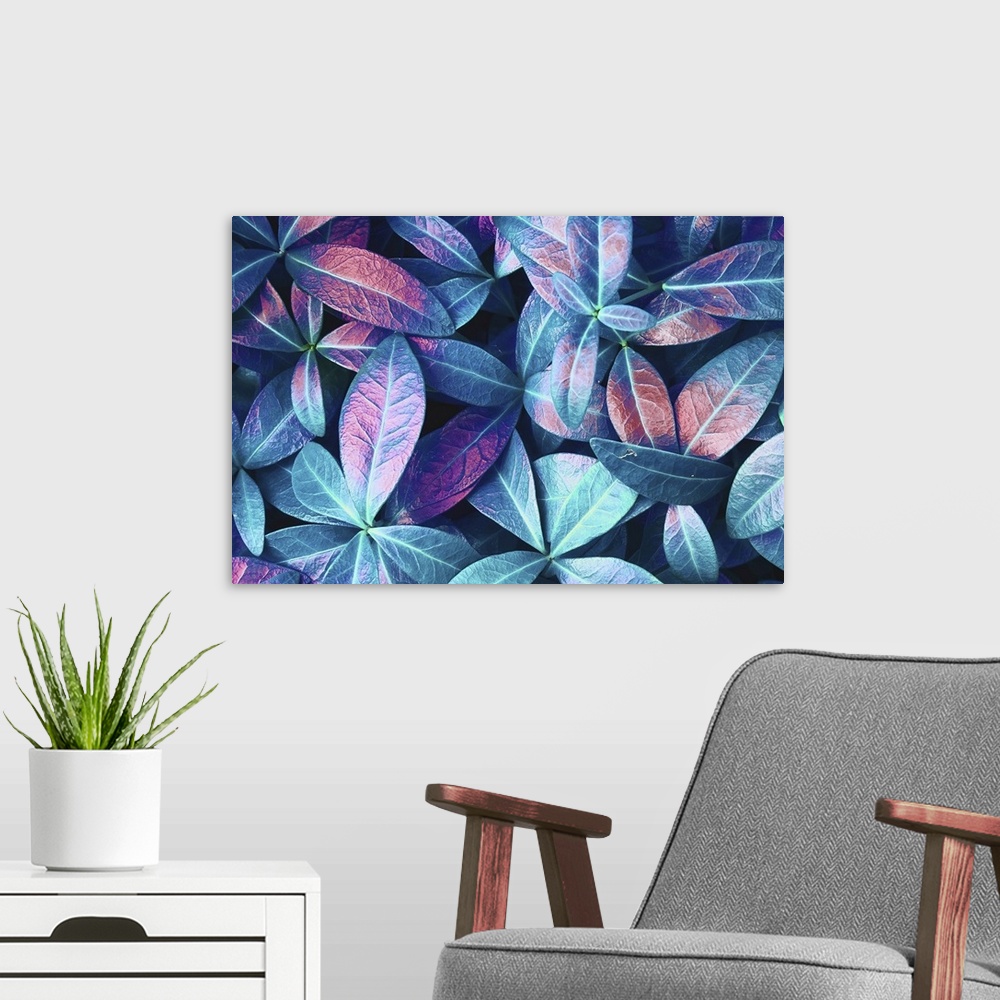 A modern room featuring Natural Macro Texture Of Beautiful Leaves Toned In Blue, Purple, And Pink