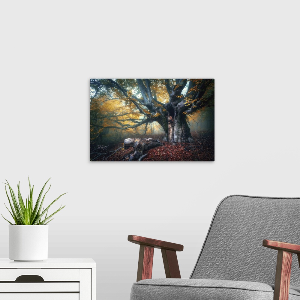 A modern room featuring Old Magical Fairy Tree With Big Branches And Orange Leaves In Autumn
