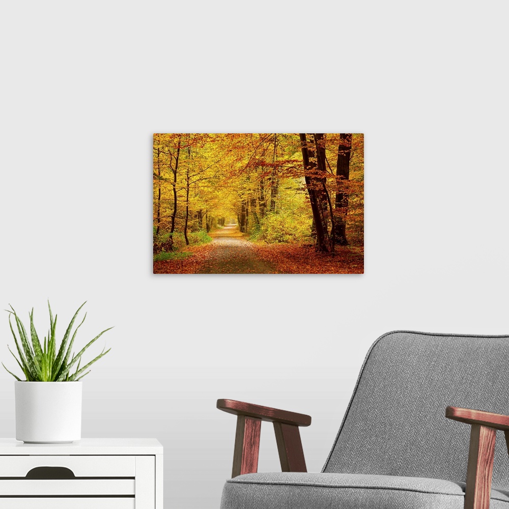 A modern room featuring Pathway in the autumn forest