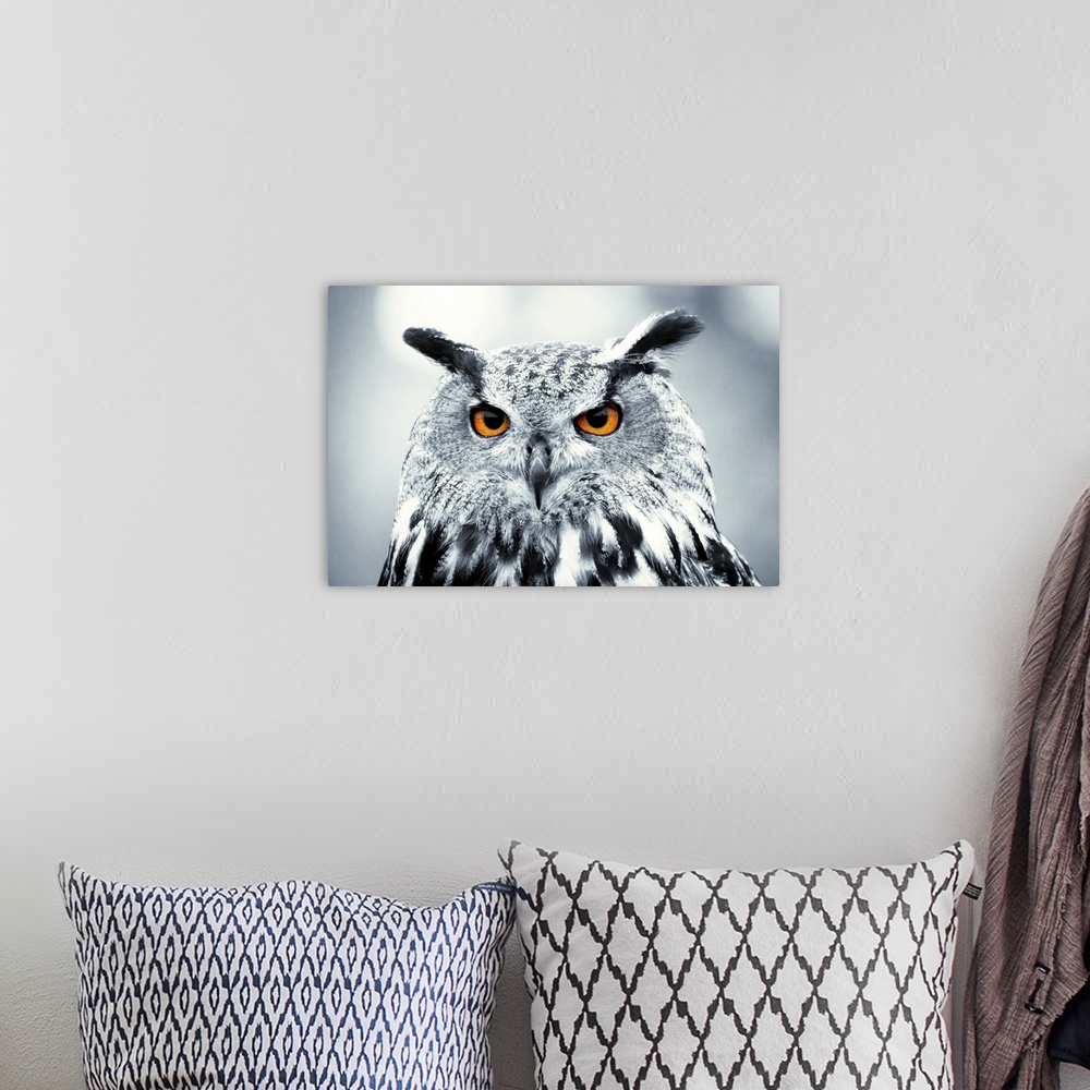 A bohemian room featuring Photograph of piercing owl eyes.