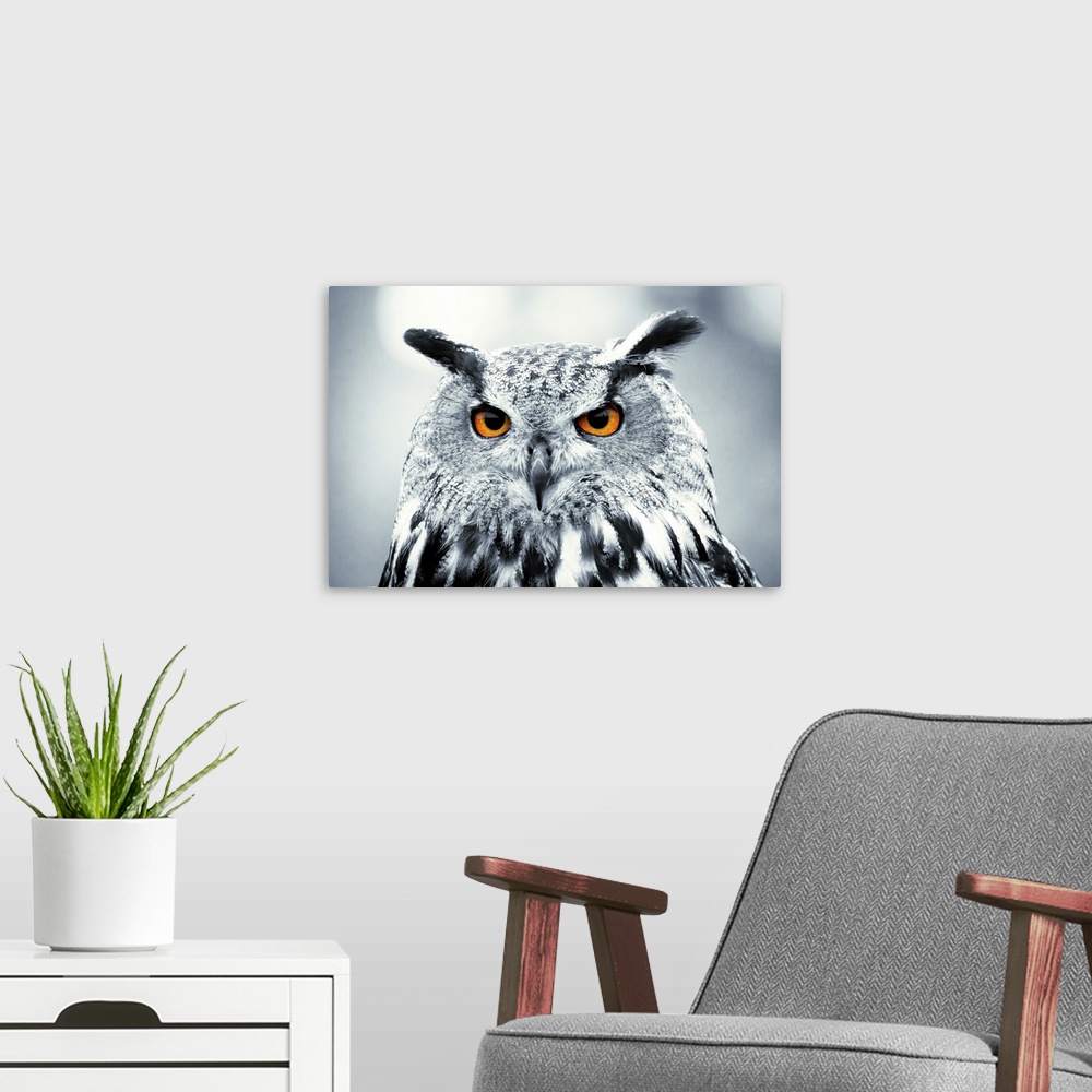 A modern room featuring Photograph of piercing owl eyes.