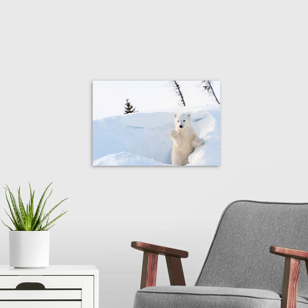 A modern room featuring Polar bear cub coming out of den.