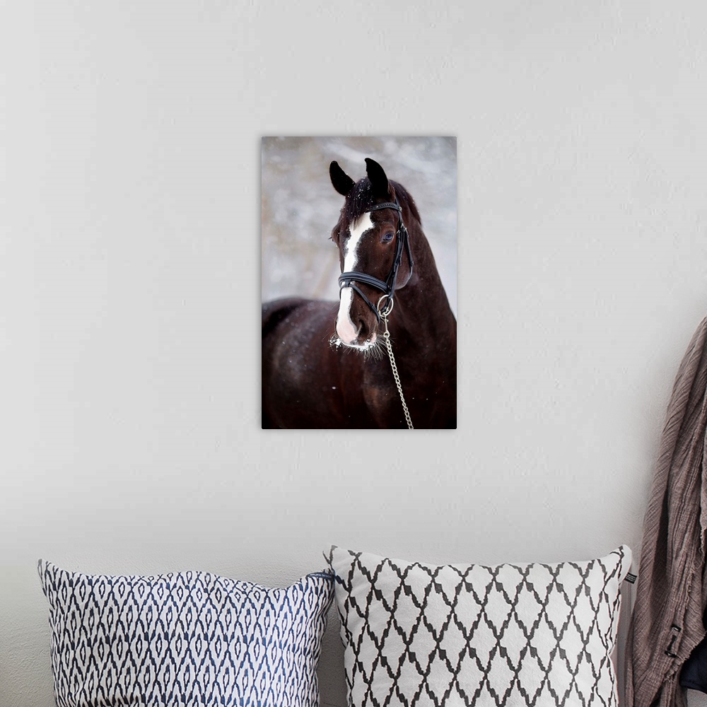 A bohemian room featuring Portrait Of A Sports Horse In The Winter.