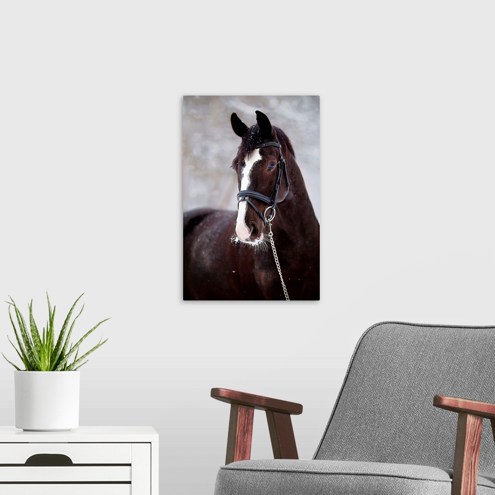 A modern room featuring Portrait Of A Sports Horse In The Winter.