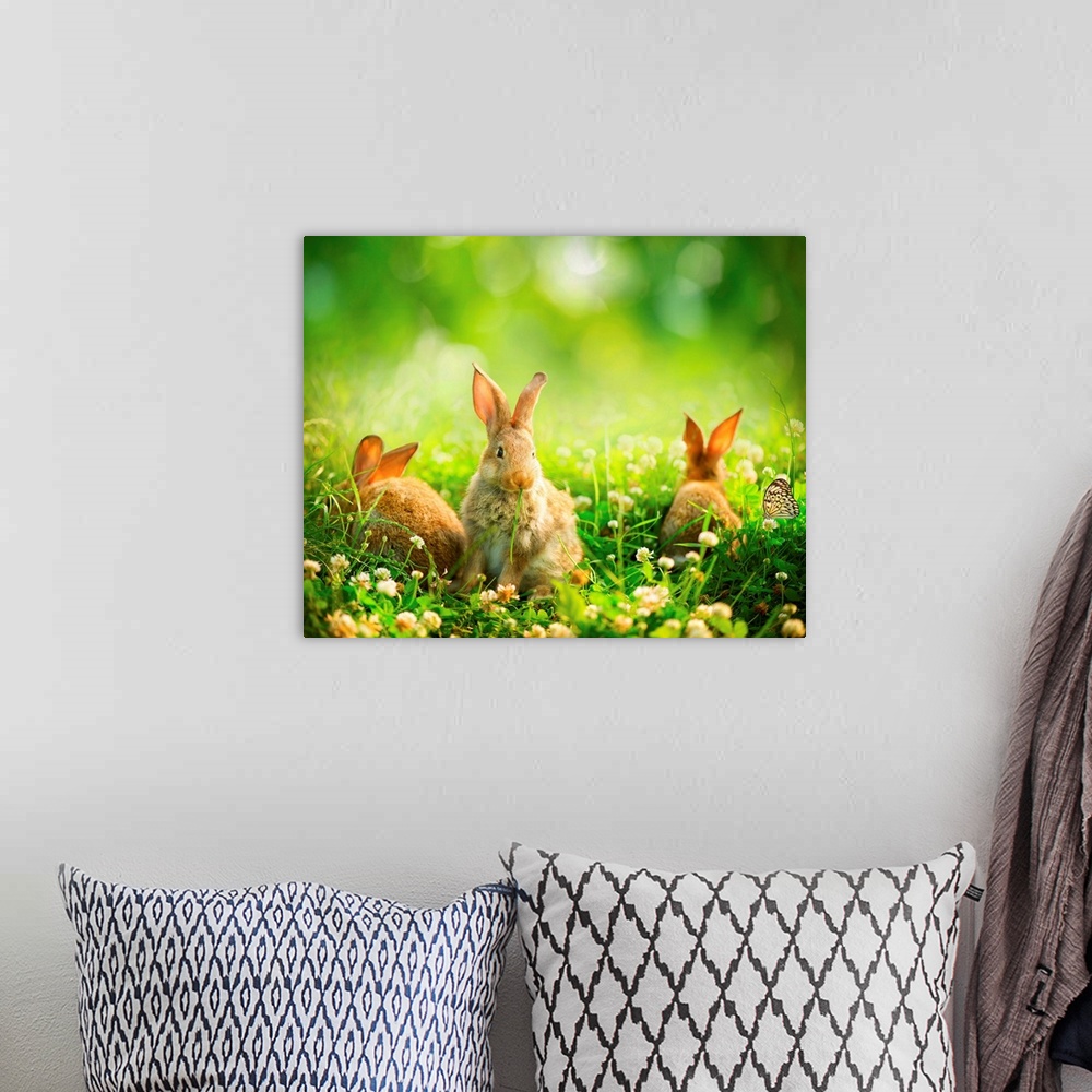A bohemian room featuring Rabbits in spring meadow