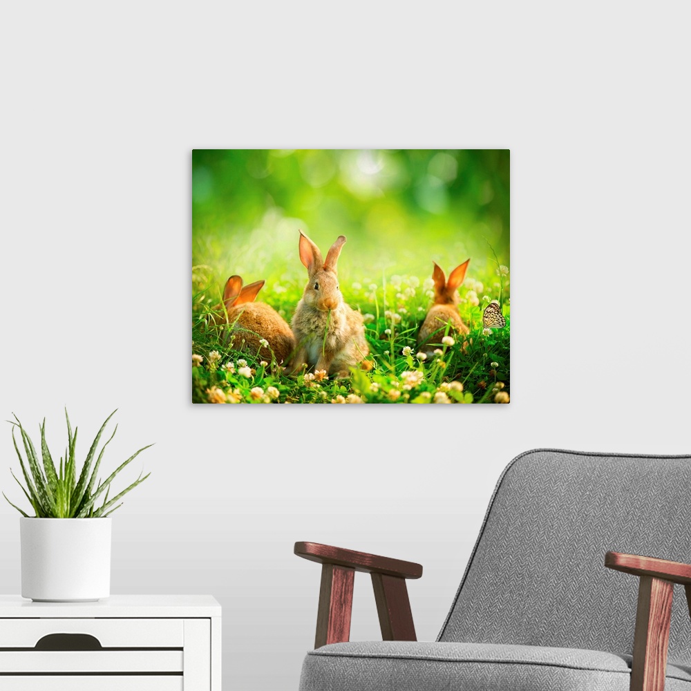 A modern room featuring Rabbits in spring meadow