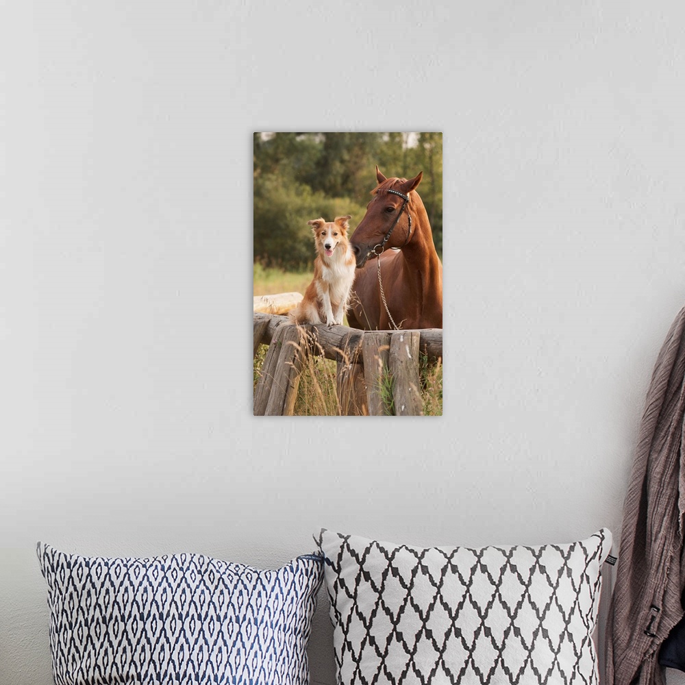 A bohemian room featuring Red Border Collie Dog And Horse