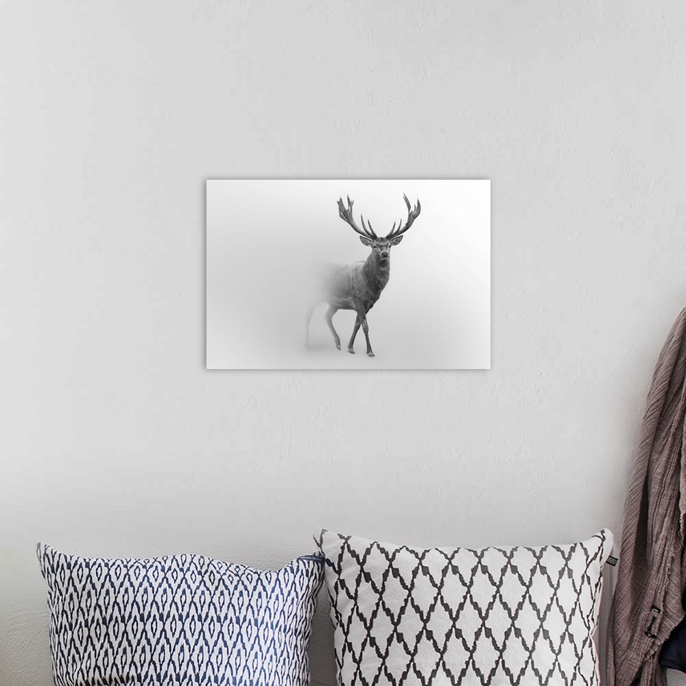 A bohemian room featuring Red deer walking in a foggy background.