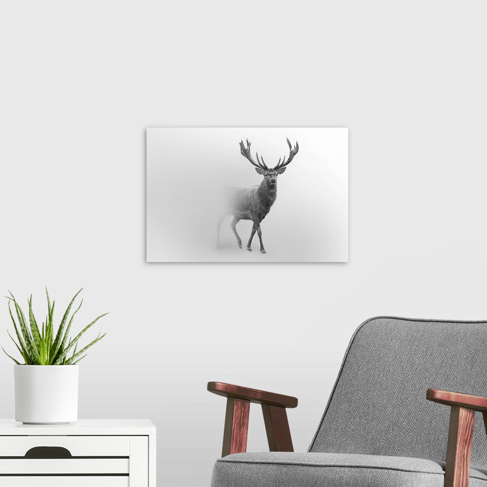 A modern room featuring Red deer walking in a foggy background.