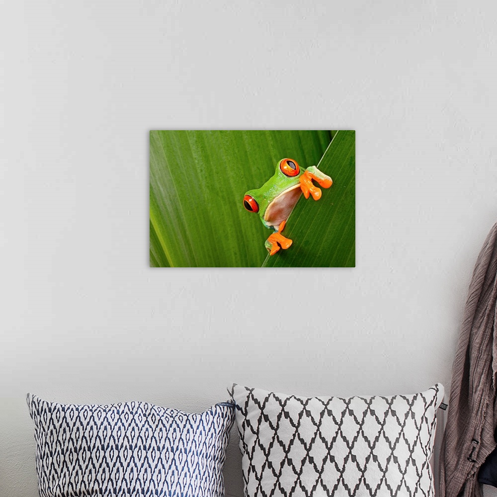 A bohemian room featuring Red eyed tree frog peeping curiously between green leaves