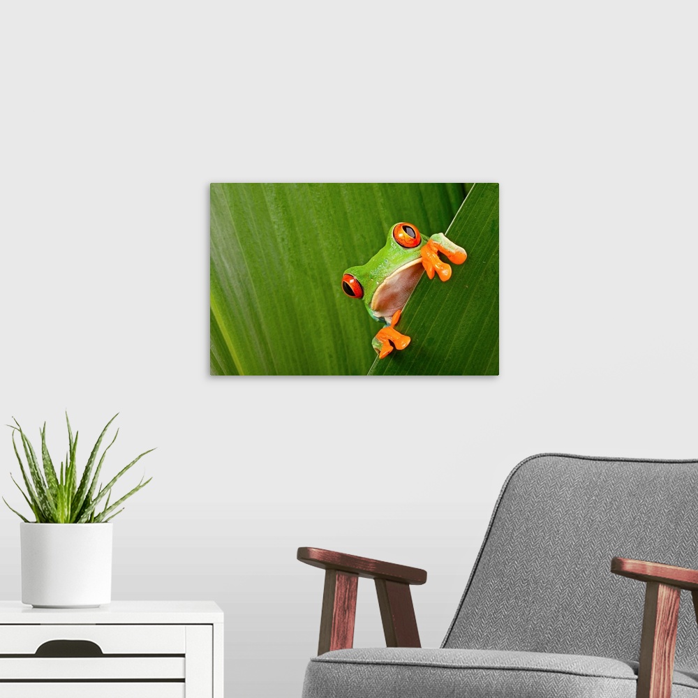 A modern room featuring Red eyed tree frog peeping curiously between green leaves