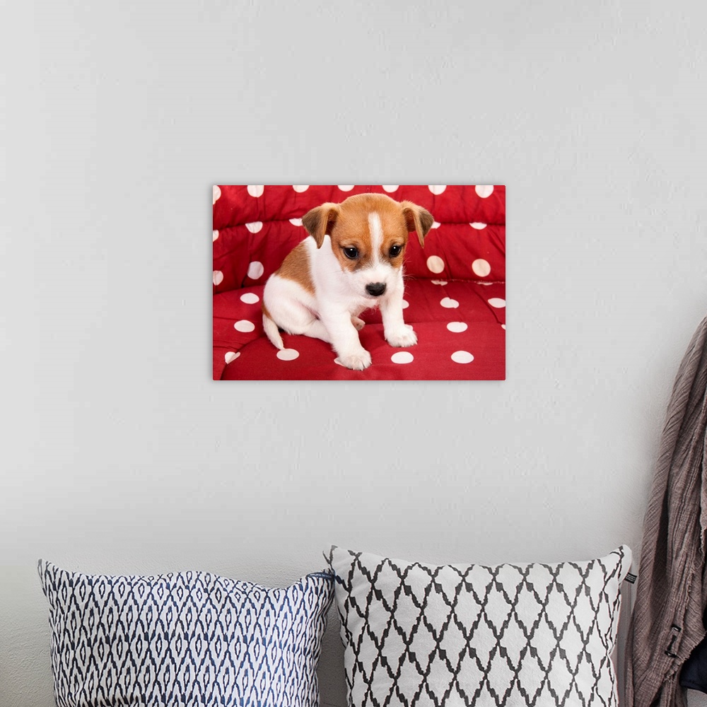 A bohemian room featuring Red spotted pet bed with little Jack Russel puppy