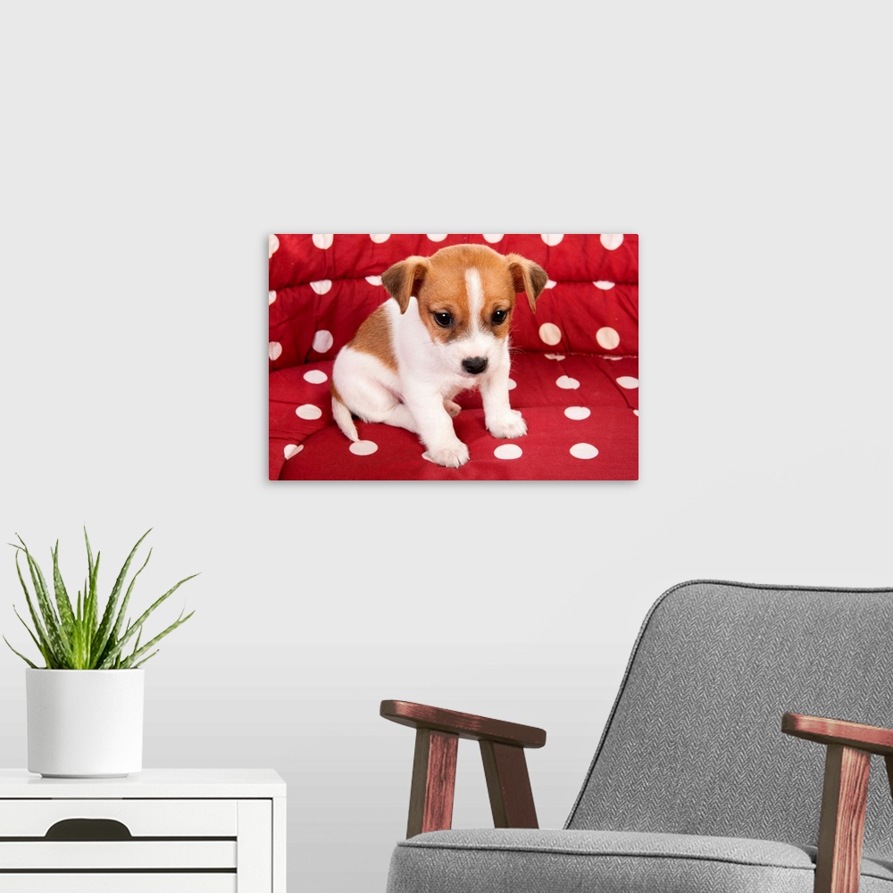 A modern room featuring Red spotted pet bed with little Jack Russel puppy