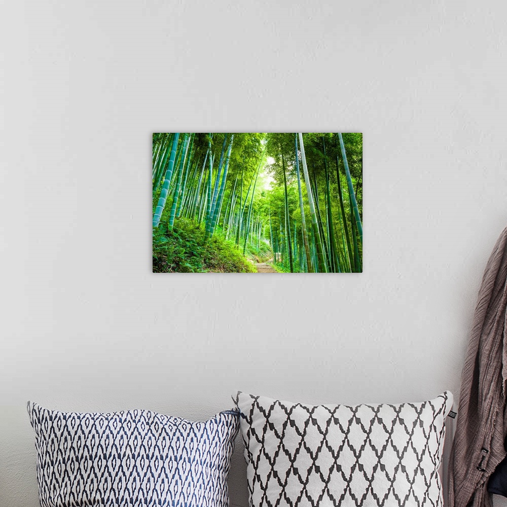 A bohemian room featuring Road through the bamboo forest.
