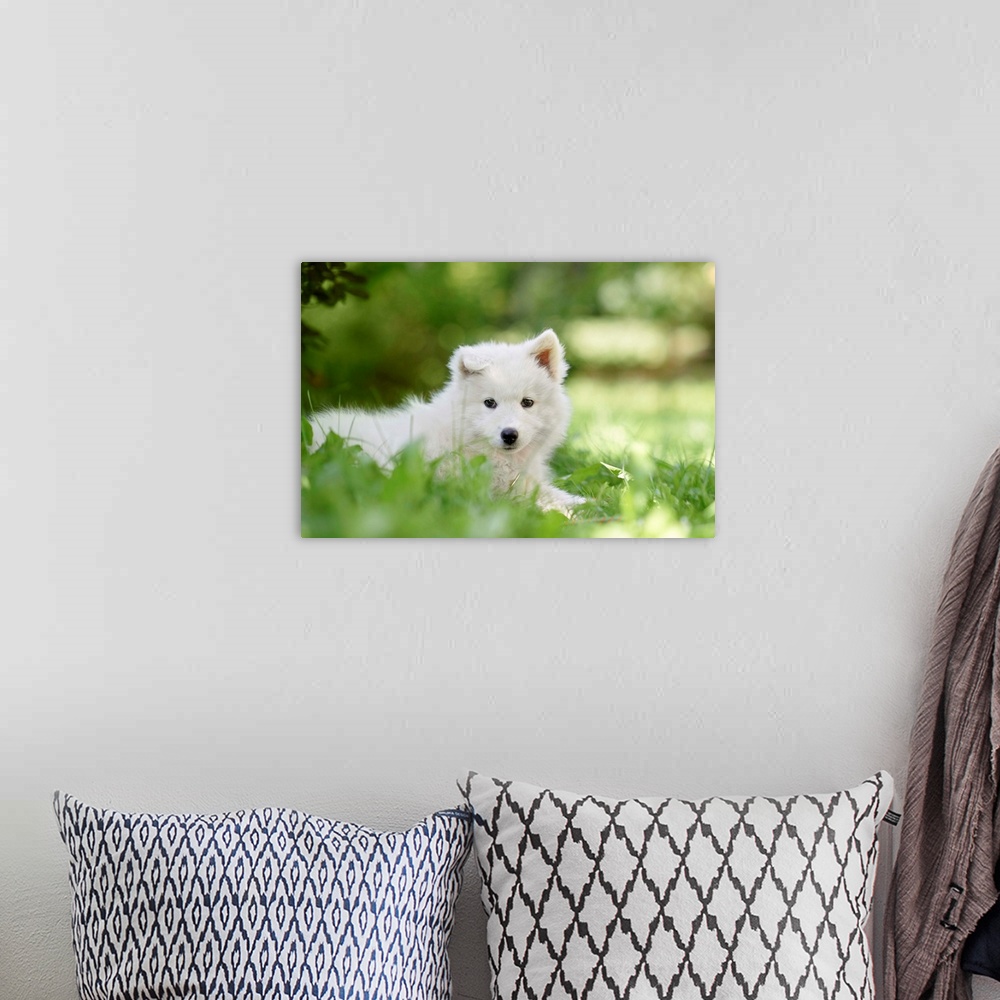 A bohemian room featuring Portrait Of A Samoyed Dog Puppy