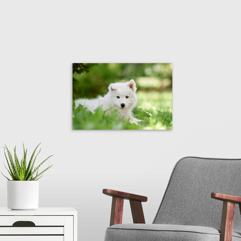 A modern room featuring Portrait Of A Samoyed Dog Puppy