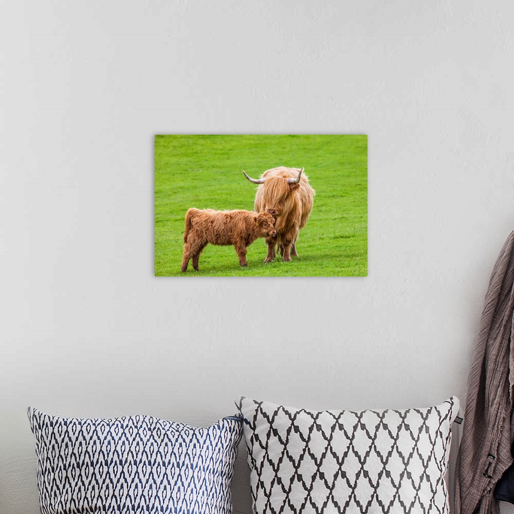 A bohemian room featuring Scottish Cattle and Calf.