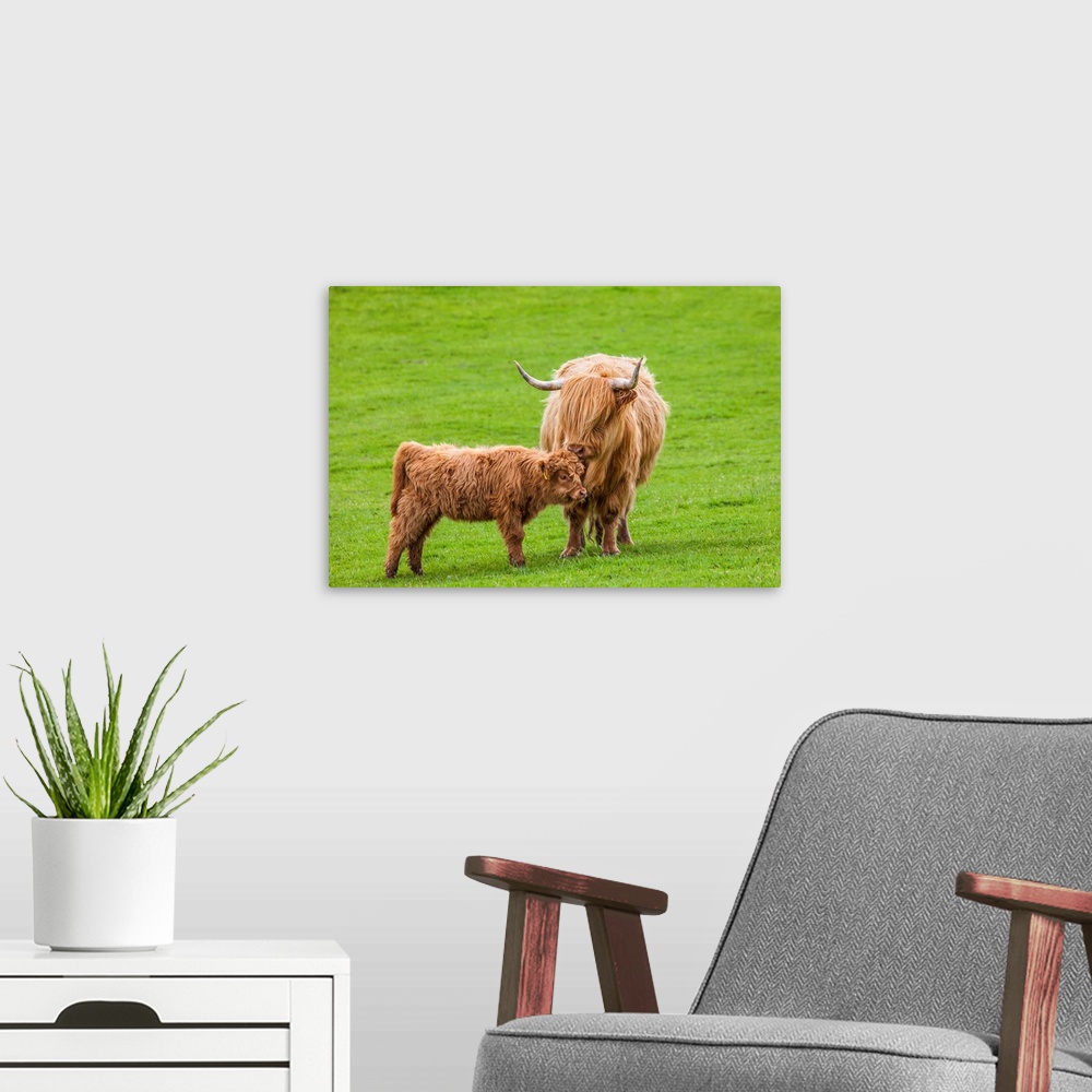 A modern room featuring Scottish Cattle and Calf.