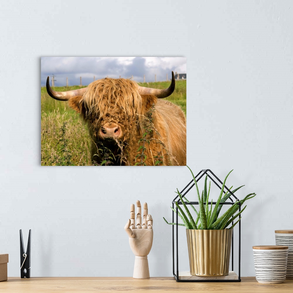 A bohemian room featuring Scottish Cow In Highlands.