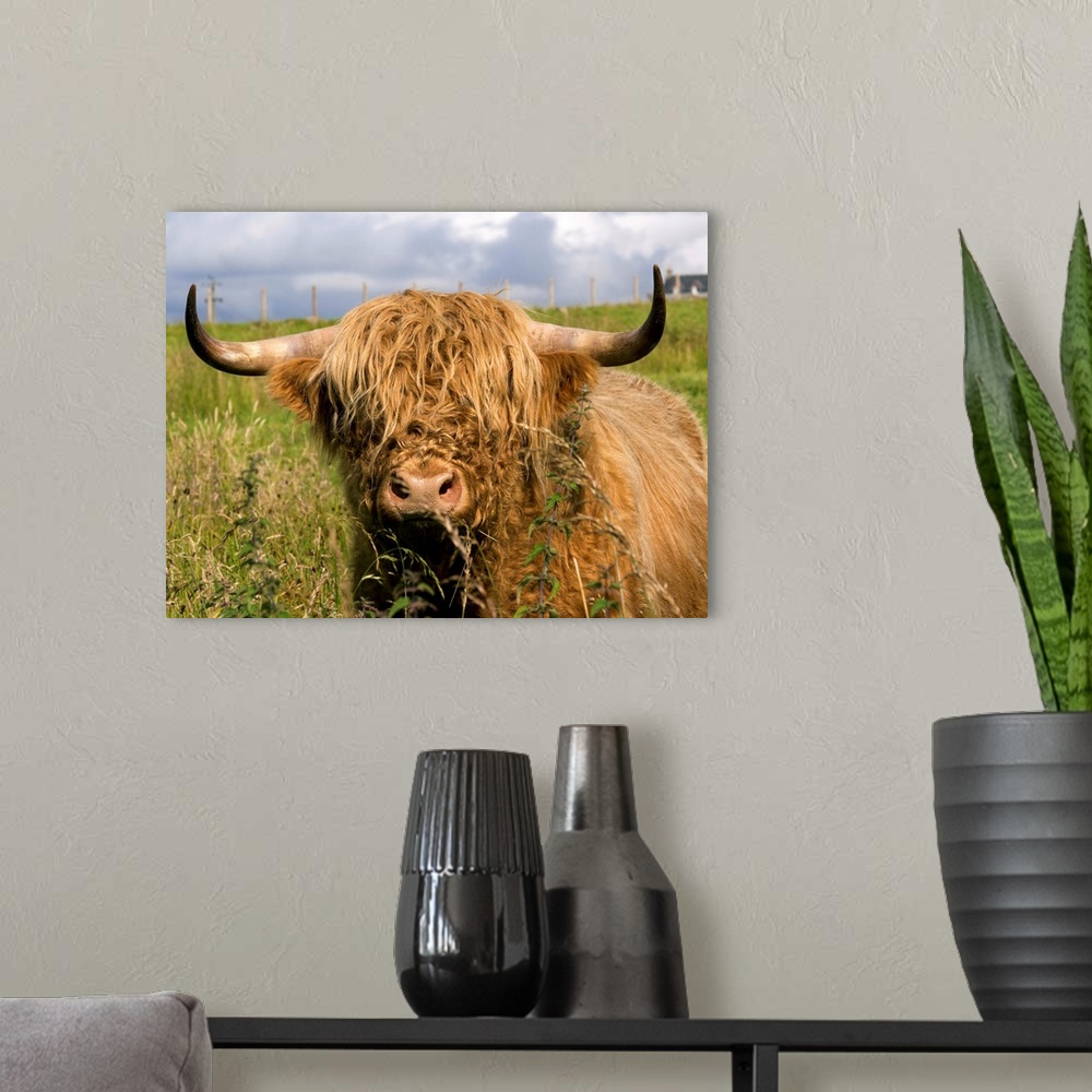A modern room featuring Scottish Cow In Highlands.