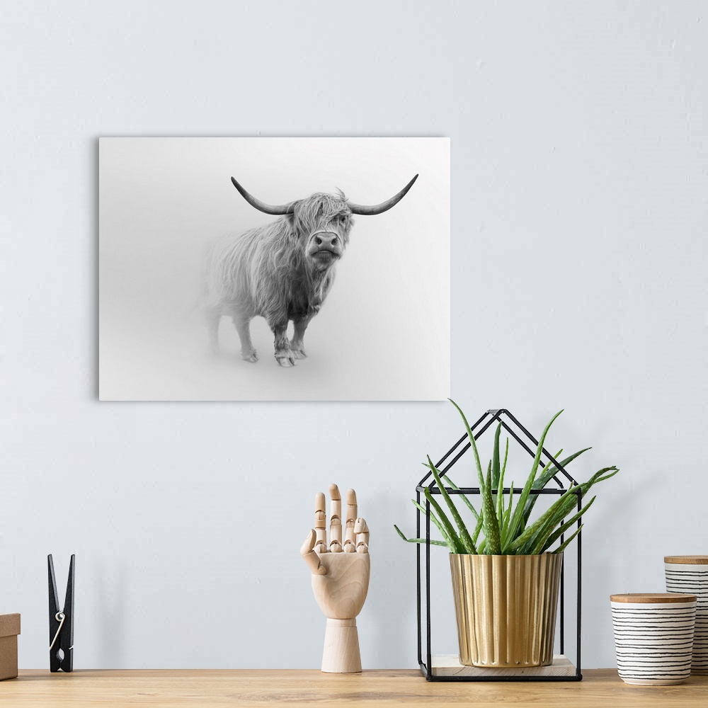A bohemian room featuring Photograph of Scottish Highland cattle.