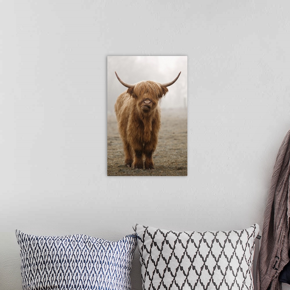 A bohemian room featuring Photograph of Scottish Highland cow.