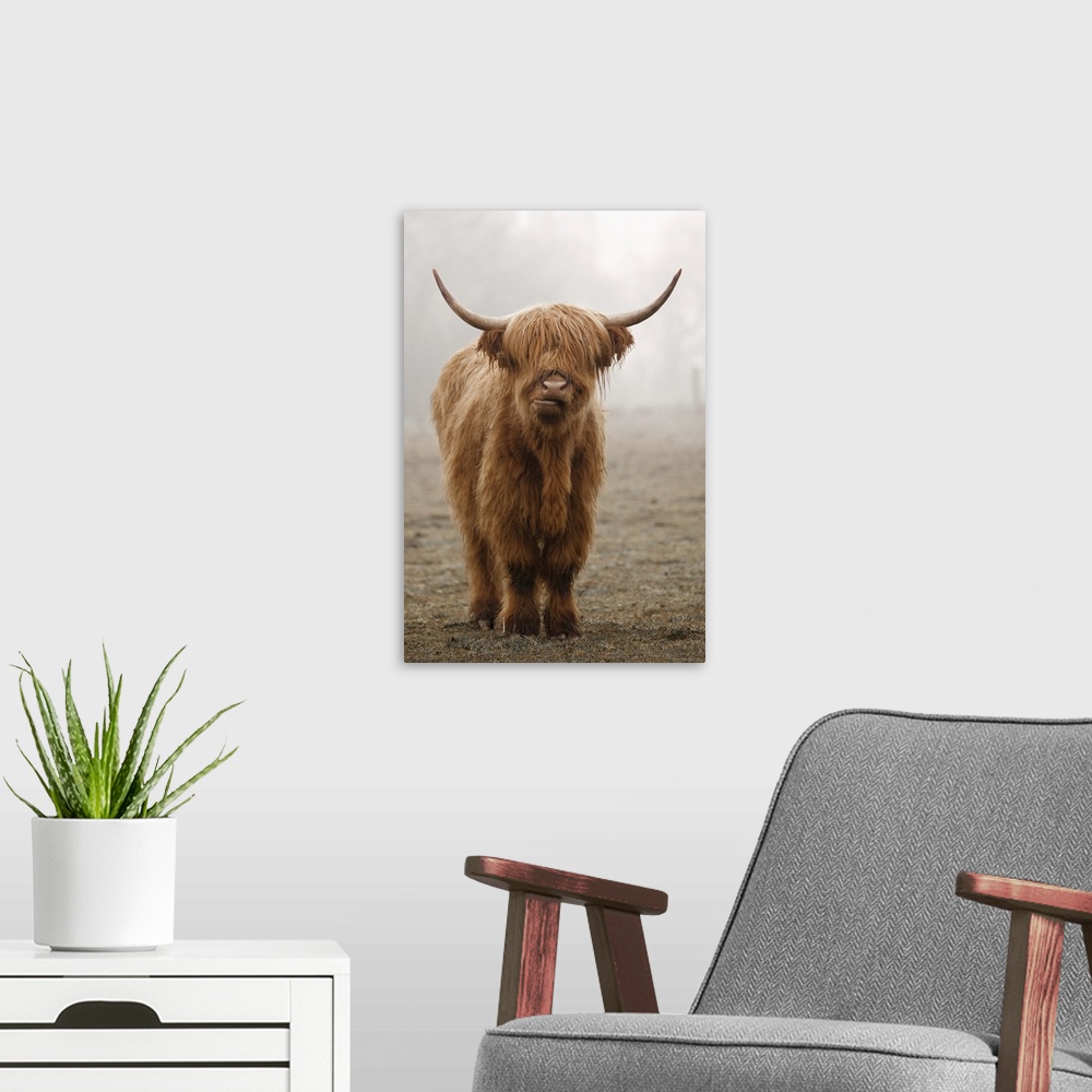 A modern room featuring Photograph of Scottish Highland cow.