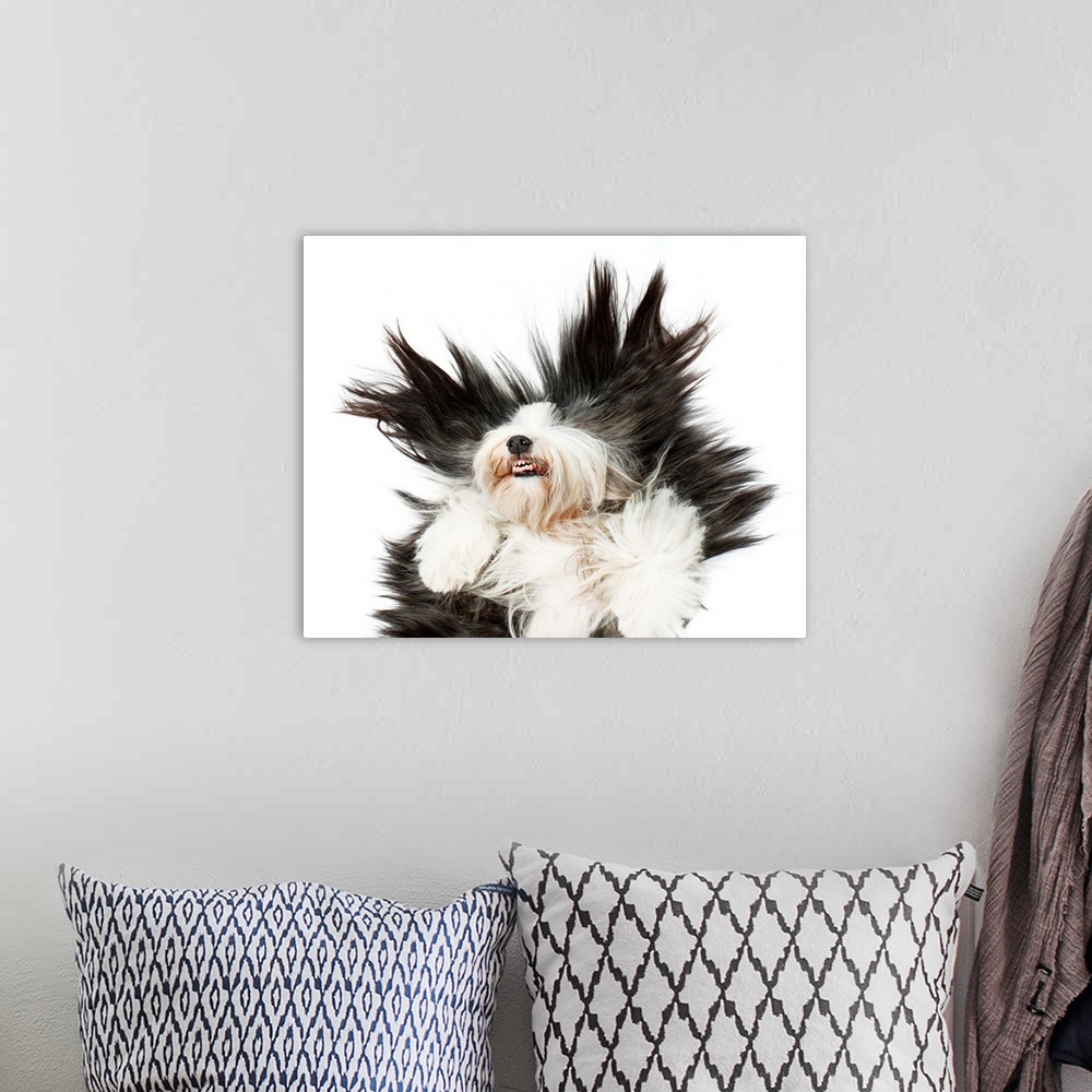 A bohemian room featuring Sheepdog on white background