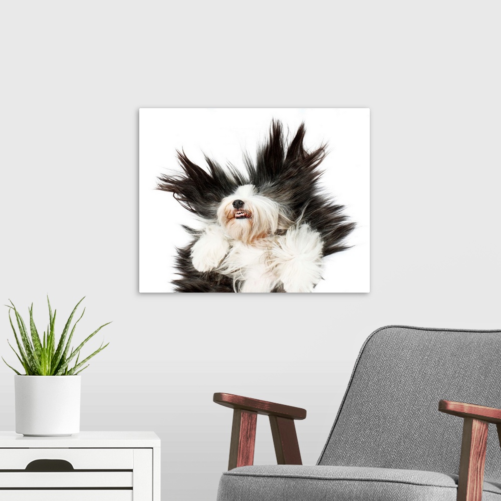 A modern room featuring Sheepdog on white background