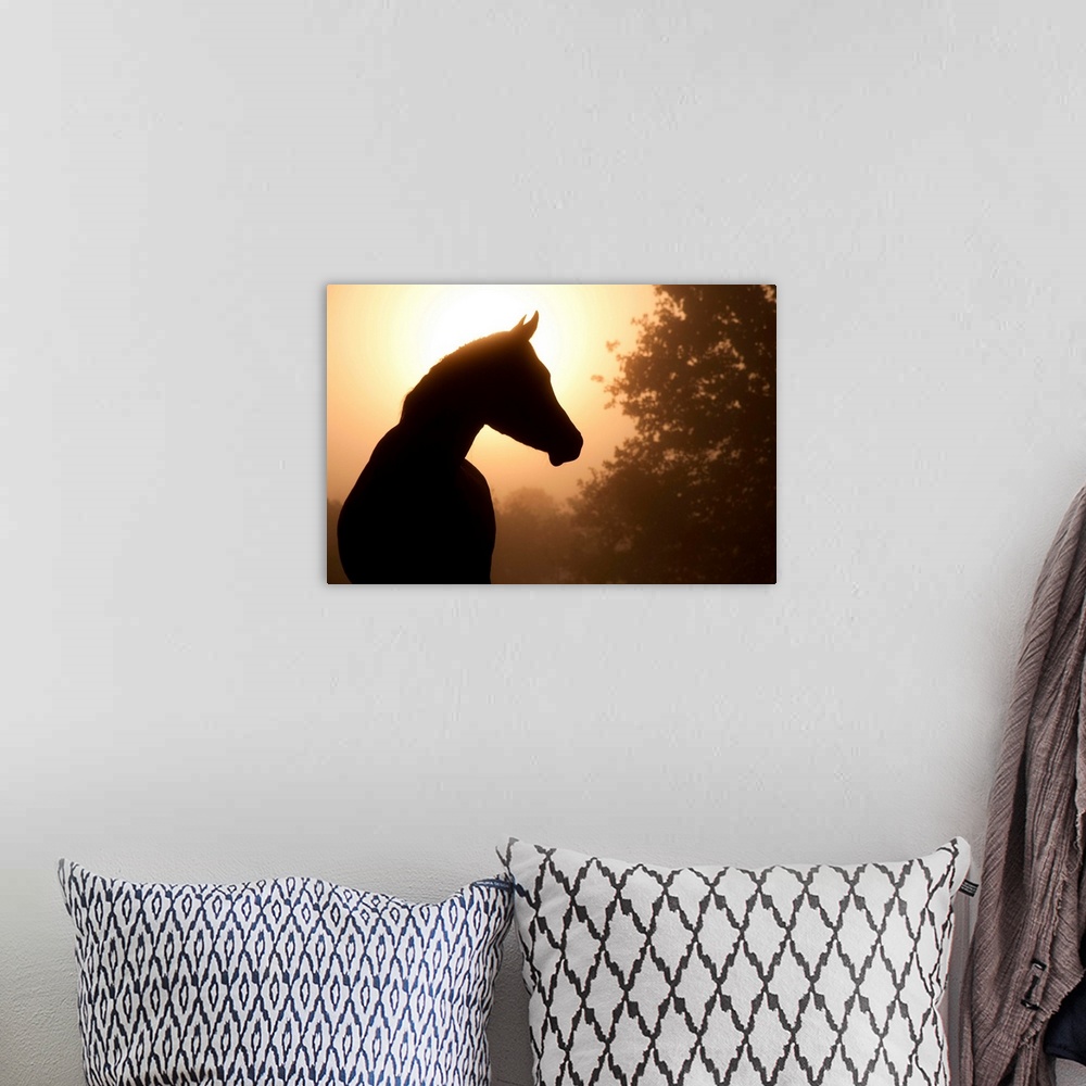 A bohemian room featuring Silhouette of a beautiful Arabian horse against sun shining through heavy fog