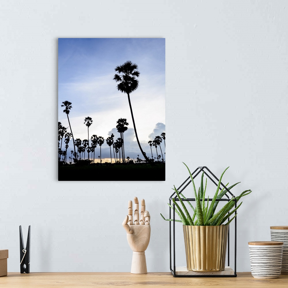 A bohemian room featuring Silhouette Picture Of Sugar Palm At Sunset