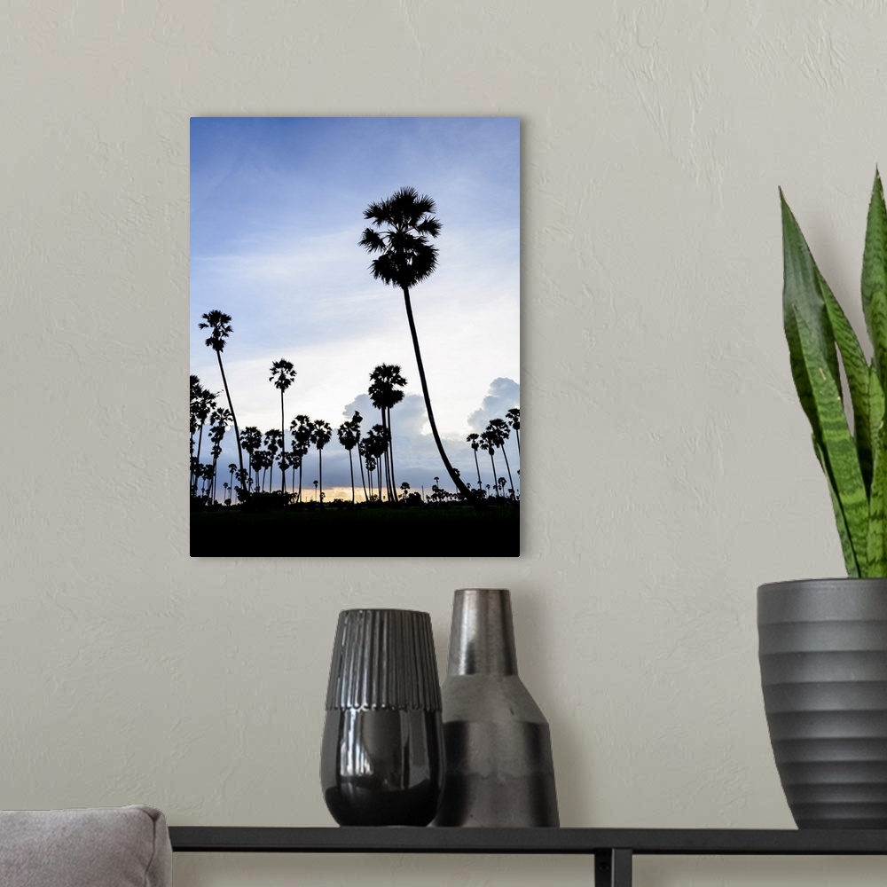 A modern room featuring Silhouette Picture Of Sugar Palm At Sunset