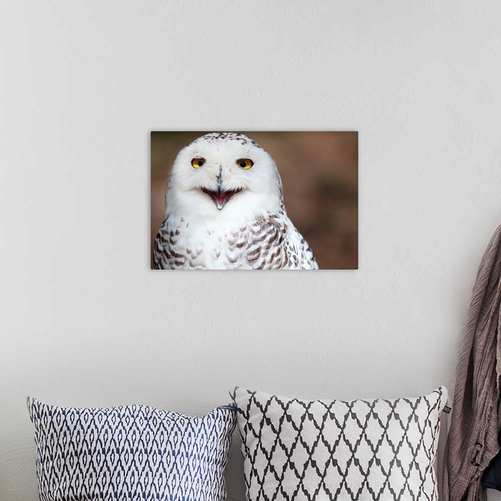 A bohemian room featuring Snowy owl almost appearing as if smiling