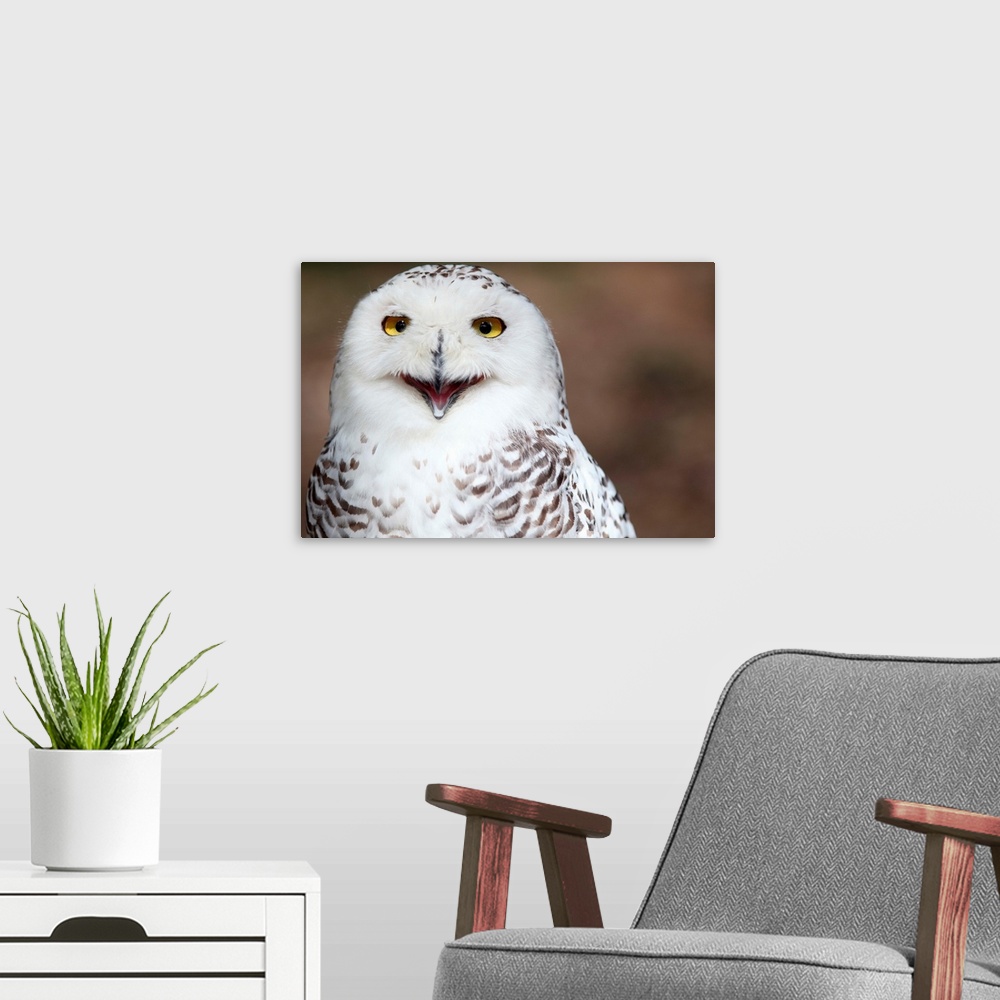 A modern room featuring Snowy owl almost appearing as if smiling