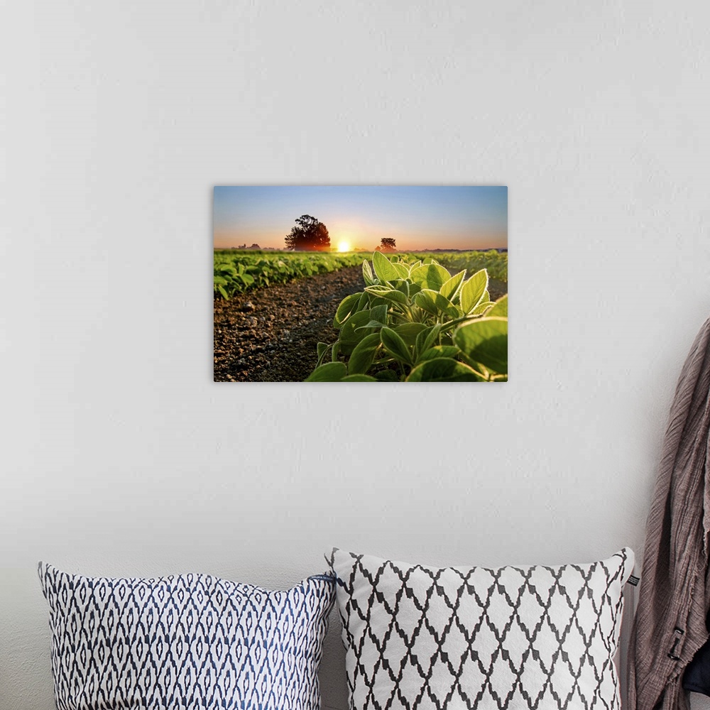 A bohemian room featuring Soybean field and soy plants in early morning. Soy agriculture.