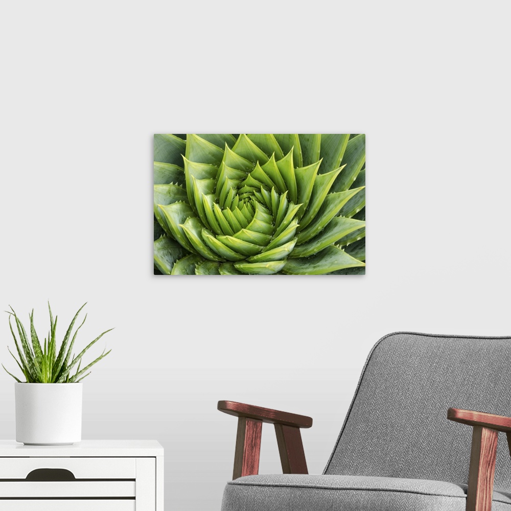 A modern room featuring Spiral aloe vera with water drops, close-up.