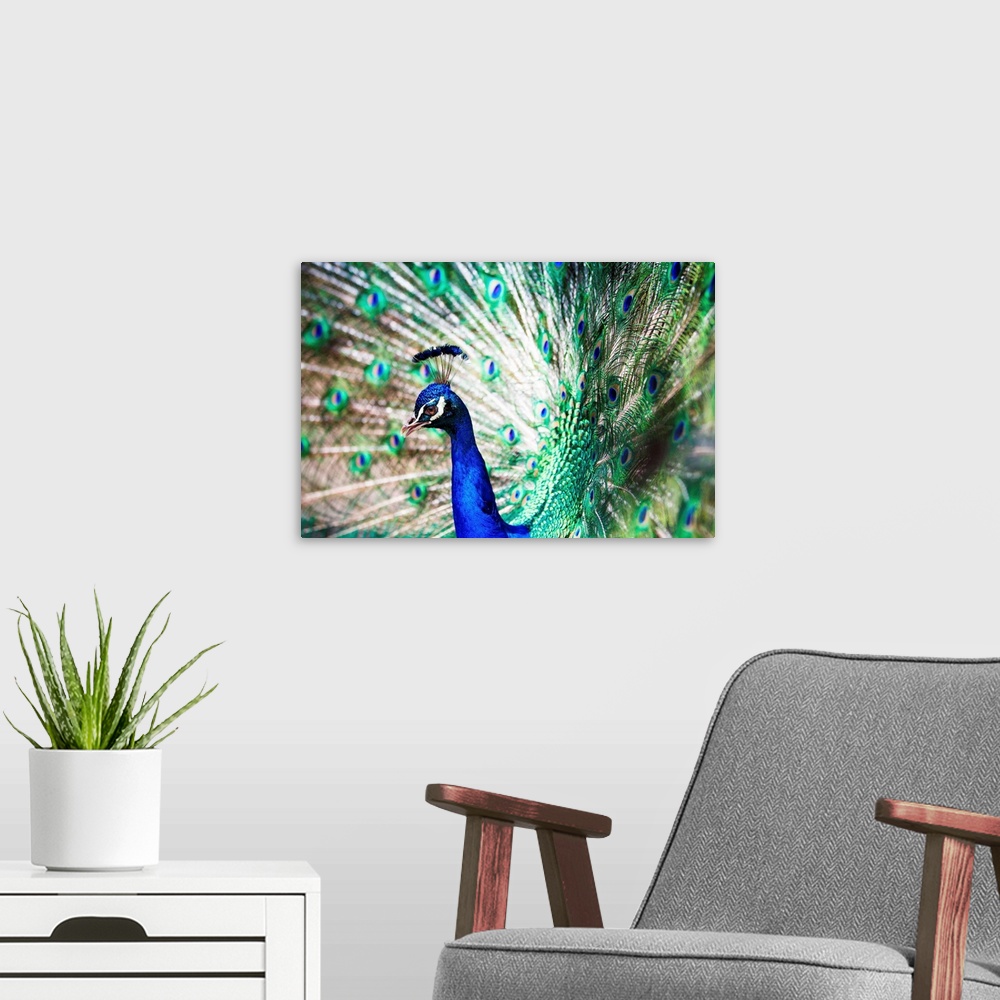 A modern room featuring Splendid peacock with feathers out
