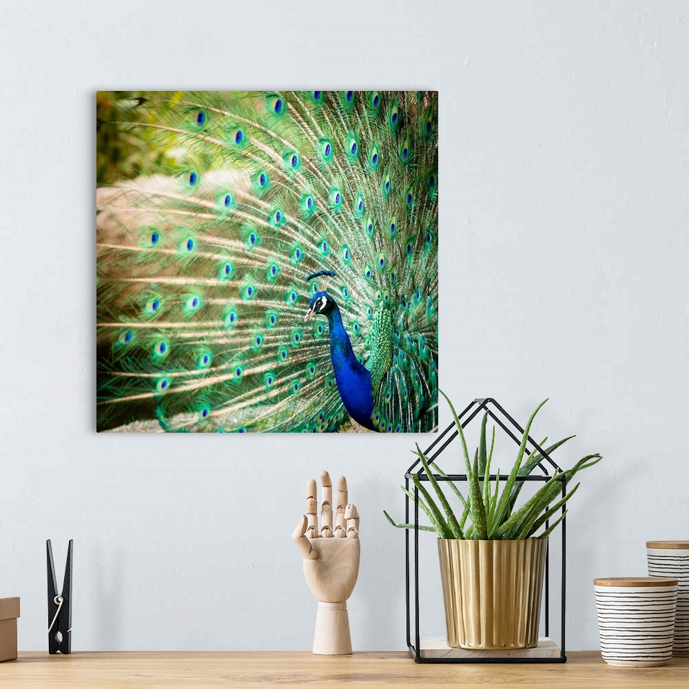 A bohemian room featuring Splendid peacock with feathers out