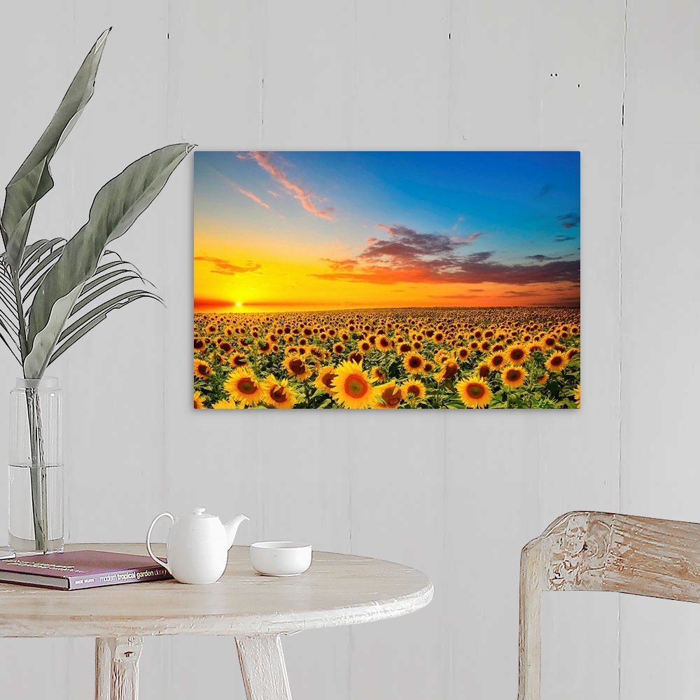 A farmhouse room featuring Field of blooming sunflowers at sunset.