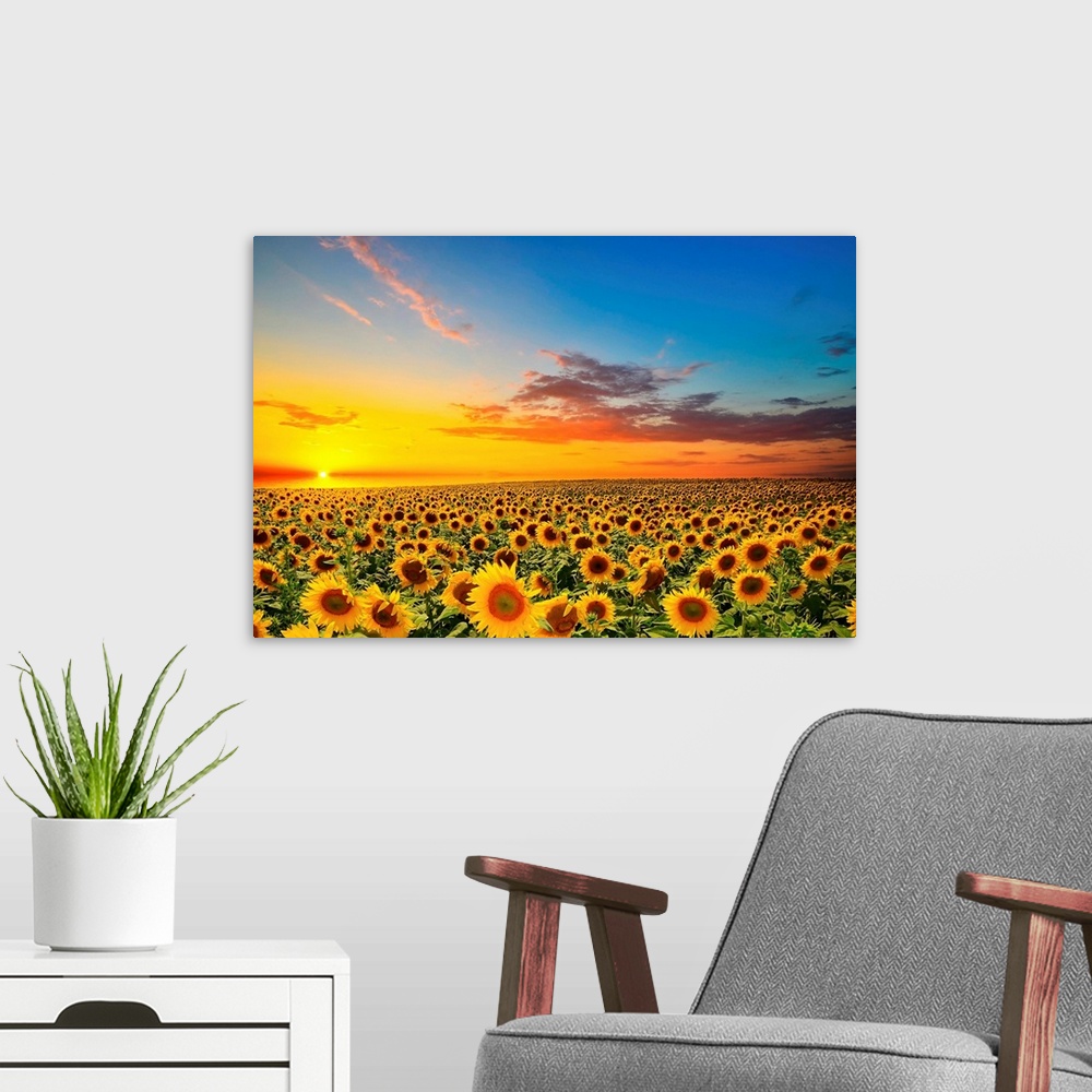 A modern room featuring Field of blooming sunflowers at sunset.