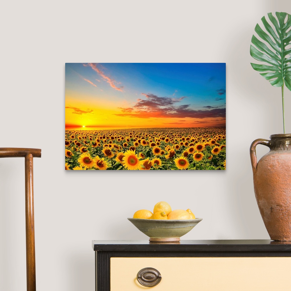 A traditional room featuring Field of blooming sunflowers at sunset.
