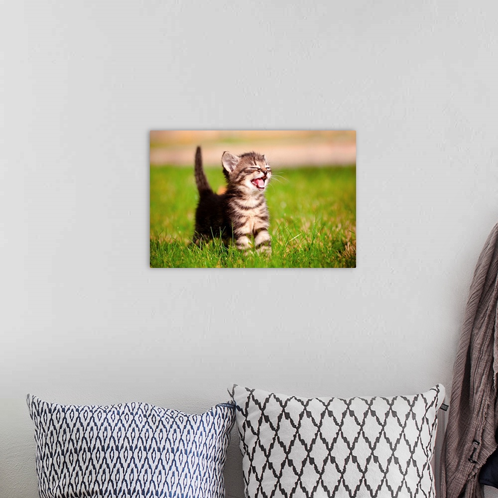 A bohemian room featuring tabby kitten outdoors meowing