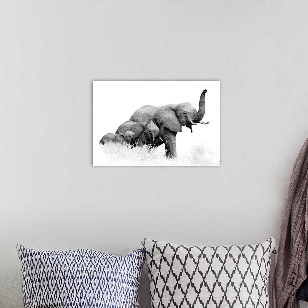 A bohemian room featuring Artistic, black and white photo of three African Bush Elephants, from adults to newborn calf, com...