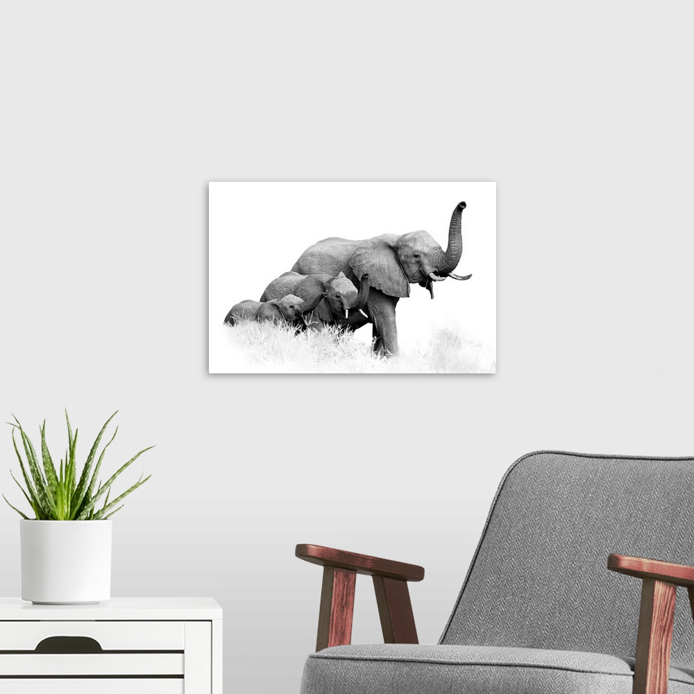 A modern room featuring Artistic, black and white photo of three African Bush Elephants, from adults to newborn calf, com...