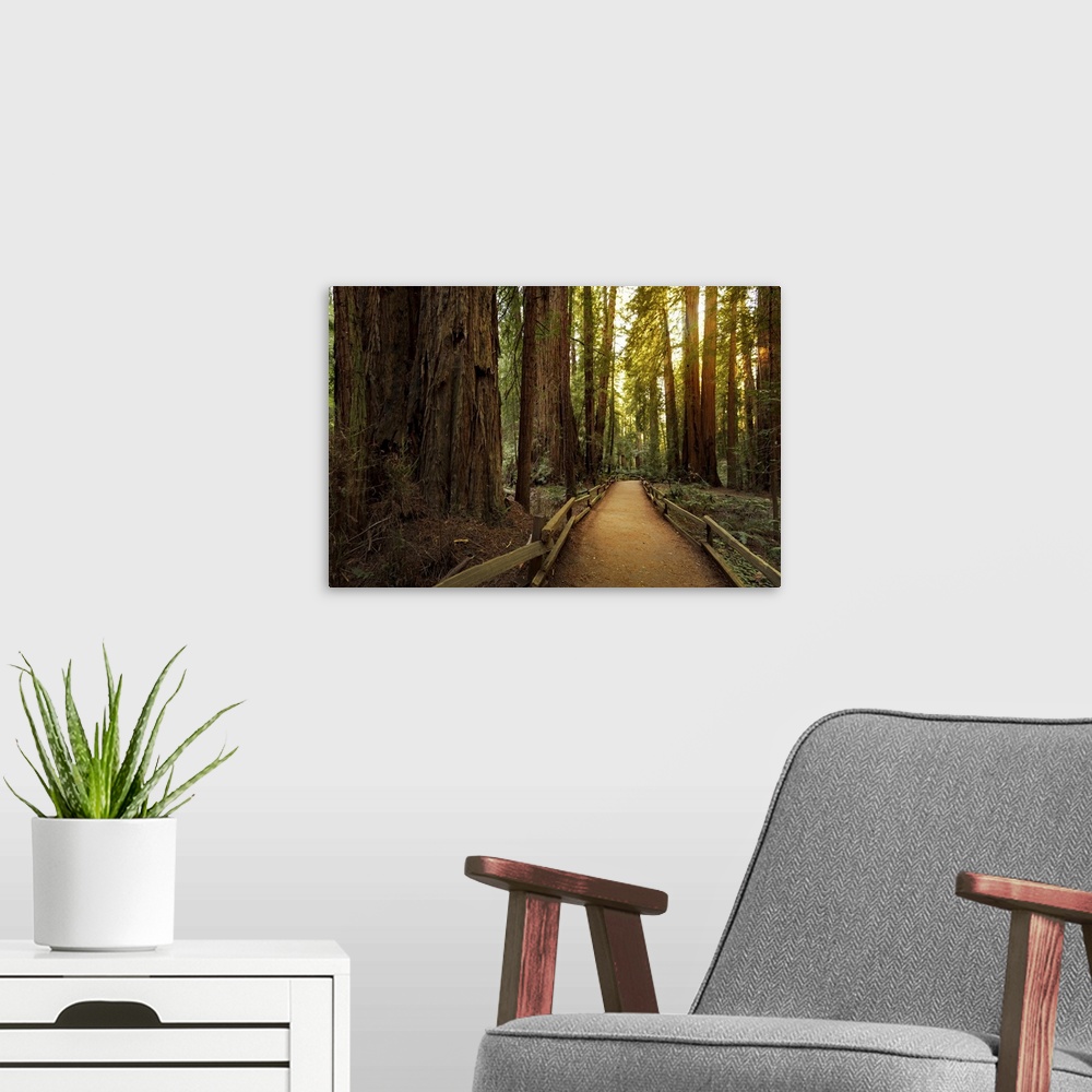 A modern room featuring Trail Through Redwoods In Muir Woods National Monument Near San Francisco, California