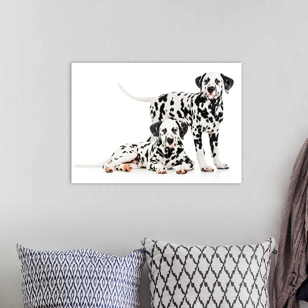 A bohemian room featuring Two Dalmatian dogs together