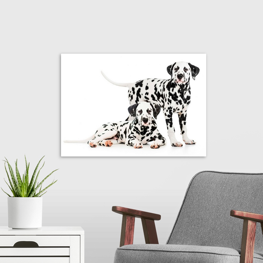 A modern room featuring Two Dalmatian dogs together