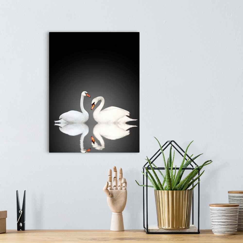 A bohemian room featuring Two white swans on black background